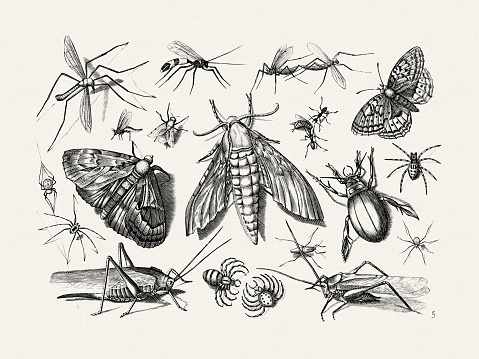 Antique Bugs Illustration: 17th-Century Insects by Jacob Hoefnagel - Butterflies, Dragonflies, Beetles, Flies, Spiders, and More.