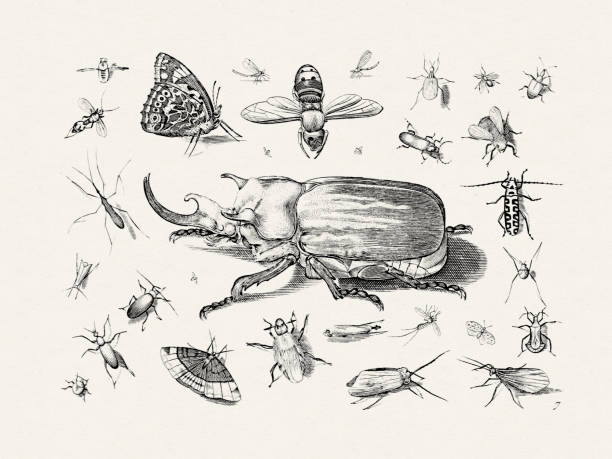 istock Antique Bugs Illustration by Jacob Hoefnagel. Butterflies, Dragonflies, Beetles, Flies, Spiders, and More. Circa 1630 1952378133