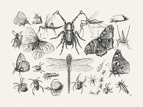 Antique Bugs Illustration: 17th-Century Insects by Jacob Hoefnagel - Butterflies, Dragonflies, Beetles, Flies, Spiders, and More.