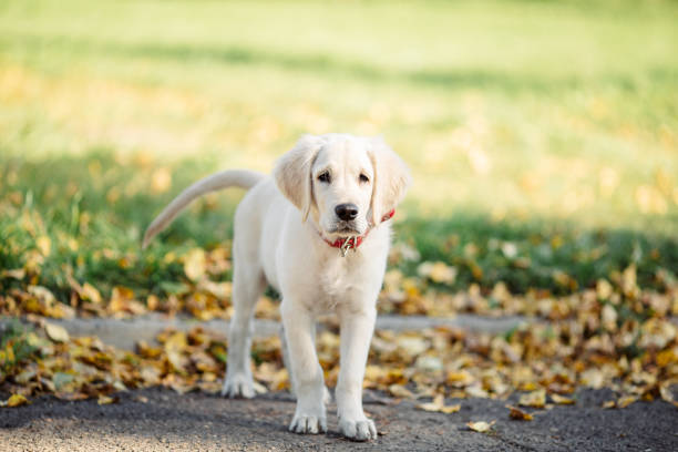 Cute Golden Retriever dog lying in the grass, while panting