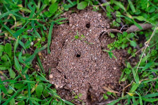 Close up view of an anthill.