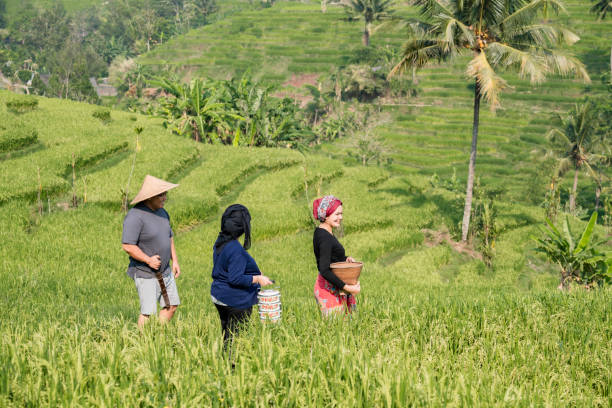 istock Asian farmer working and walking in a rice field 1952400405