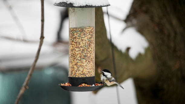 istock Titmouse sitting on bird feeder with seeds in winter time 1952400938