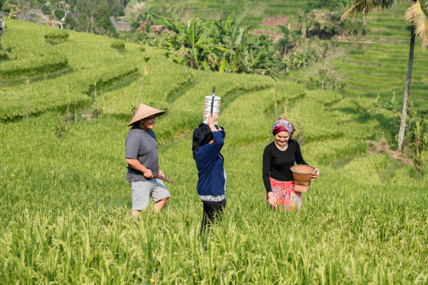 istock Asian farmer working and walking in a rice field 1952401493
