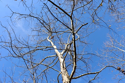 A view under the bare tree with a blue sky in the background.