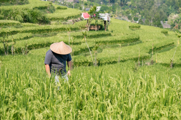 Asian farmer working and walking in a rice field in Ubud Bali