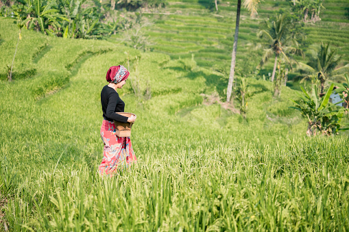 Rice collector farmer with her bamboo basket