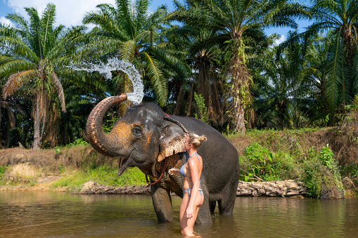 Female tourist bathing and posing with an Elephant in the tropical rain forest in Bali.