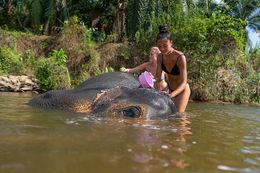 Two multiracial female tourists having bath with elephant, adventure in an elephant village in Bali