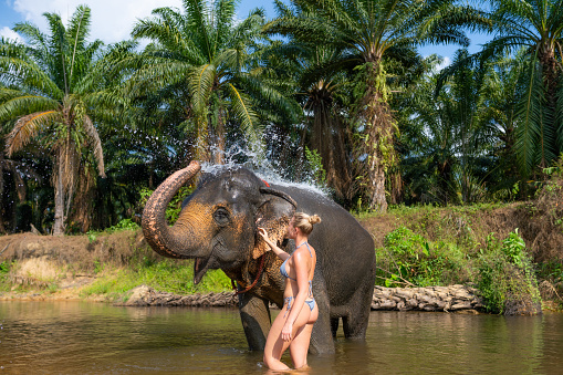 Female tourist bathing and posing with an Elephant in the tropical rain forest in Bali.