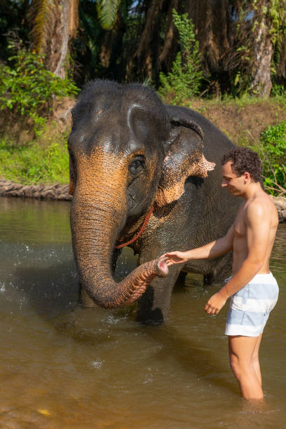 ein großer elefant, der in einem fluss steht, ein junger männlicher tourist, der dem elefanten mit einem schlammbad hilft. - bali male beautiful ethnicity stock-fotos und bilder