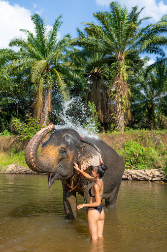 A vertical shot of two elephants in the wilderness