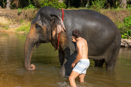 A large elephant standing in a river, a young male tourist helping the elephant with the bath.