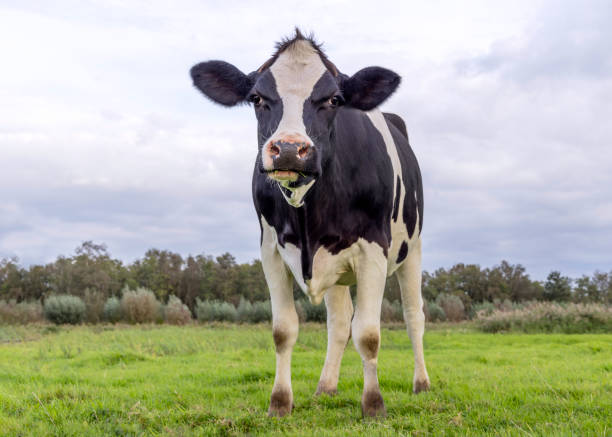 istock Angry cow black and white, pink nose and a clouded sky 1952432506