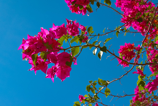 Blooming Bougainvillea in the courtyard of a hotel on the Red Sea, Egypt