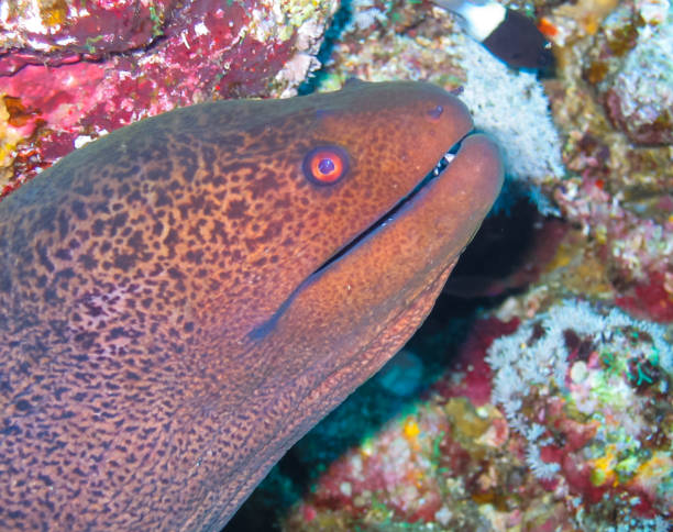 istock Giant moray eel on a coral reef, Red Sea 1952438942