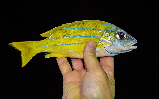 Lutjanus kasmira -  fish caught in the Red Sea