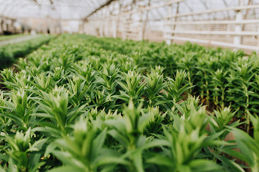 Seedlings of flowers, trees with small seeds, planted a panel or in a greenhouse