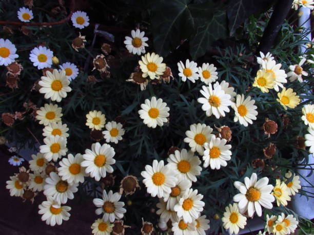 Bloom with Yellow Center and White Petals