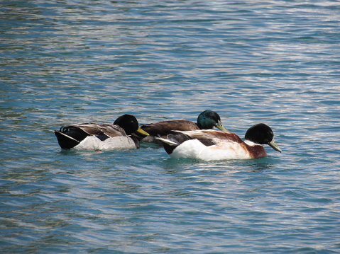 Coastal Quackers Wild Ducks Roaming the Mediterranean