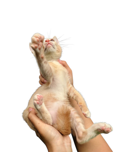 istock Cute domestic kitten in the hands, isolated on a white background 1952443181
