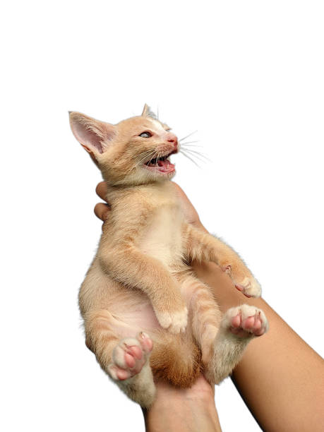 istock Cute domestic kitten in the hands, isolated on a white background 1952443692