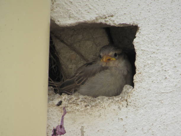 istock Feathered Nursery Retreat: Baby Bird in Its Nest 1952443706