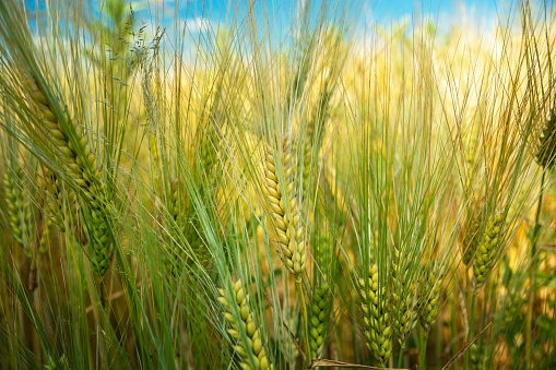 Low perspective close-up of green-yellow triticale grain, June day