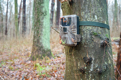 A camera trap hanging on a tree, equipment for observing wild animals