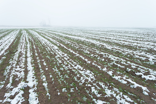 Melting snow on a farm field, view on a foggy day, eastern Poland