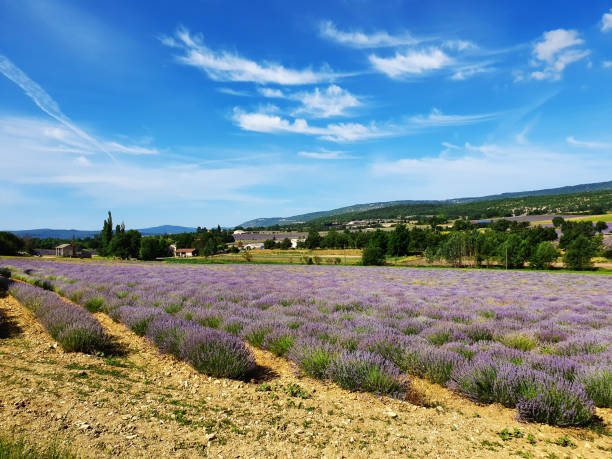 istock Fields of Provence, lavender field 1952446777