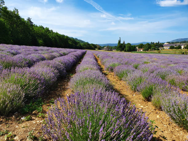 istock Field of blooming lavender 1952446860