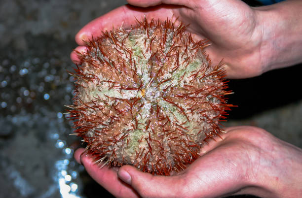 Sea urchin from the Red Sea, Egypt Sea urchin from the Red Sea, Egypt tripneustes stock pictures, royalty-free photos & images