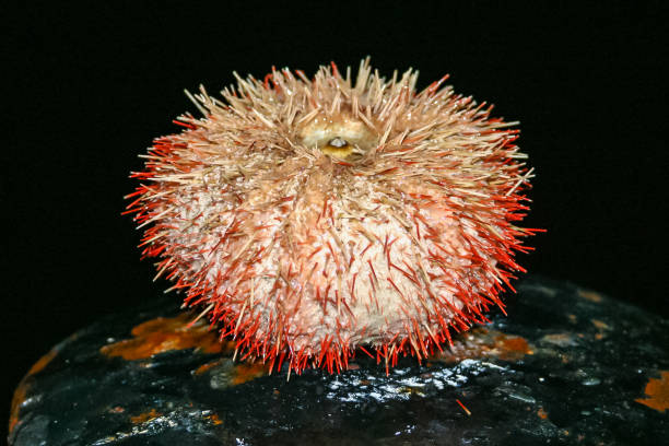 Sea urchin from the Red Sea, Egypt Sea urchin from the Red Sea, Egypt tripneustes stock pictures, royalty-free photos & images