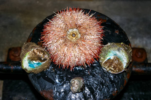 Sea urchin and Trochus gastropod from the Red Sea, Egypt Sea urchin and Trochus gastropod from the Red Sea, Egypt tripneustes stock pictures, royalty-free photos & images
