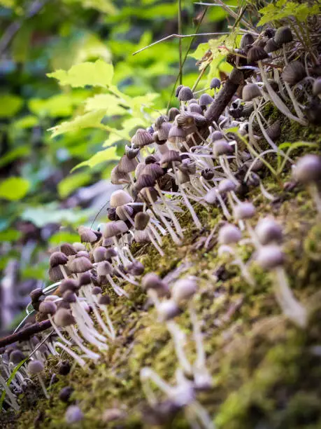 Close-up photo of a group of mushrooms