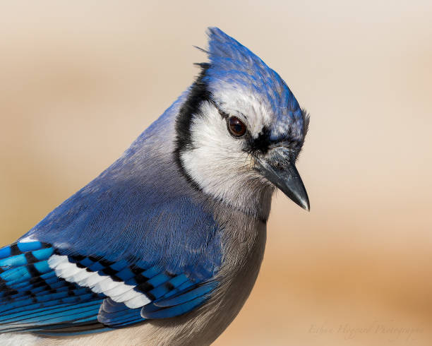 Lonely blue jay with snowy accents during winter