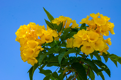 Tecoma stans (Bignoniaceae), yellow flowers in the city of Hurghada on the shores of the Red Sea, Egypt