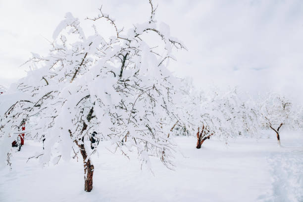Tree covered with snow at Valley Forge National Historic Park, King of Prussia, Pennsylvania, USA