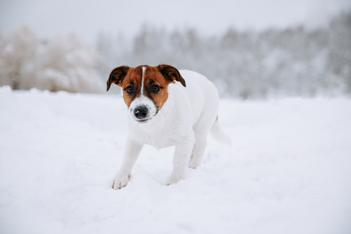 Cute Jack Russell dog walking in the snow.