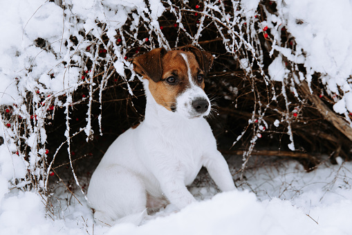 Cute Jack Russell dog playing in the snow.