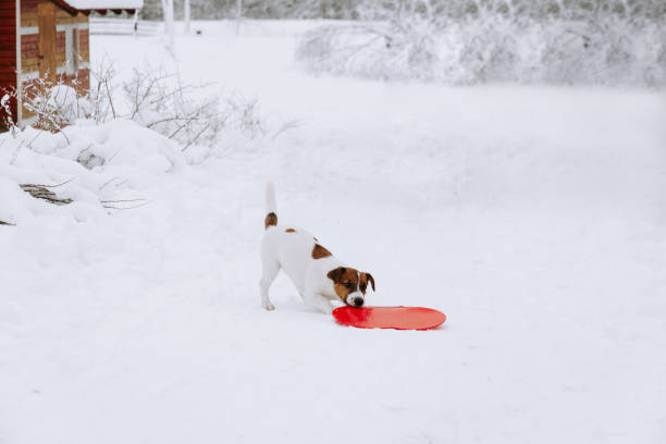 Cute Jack Russell dog playing in the snow.