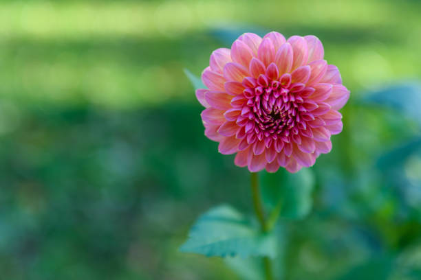 Pink runner dahlia. Pink dahlia flower.