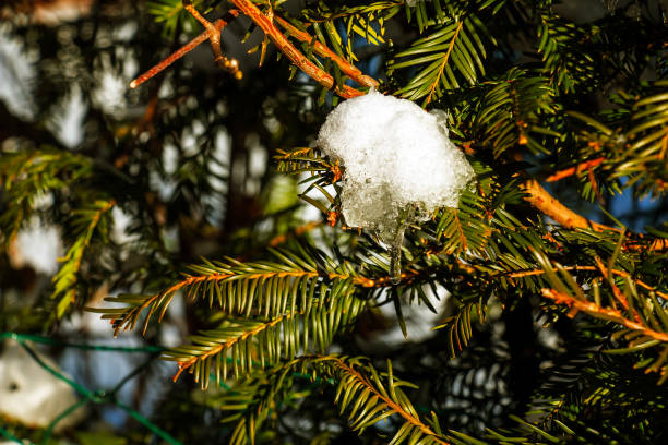 Close-up of Yew Taxus baccata Fastigiata Aurea, English yew, European yew covered with white fluffy snow. Close-up of Yew Taxus baccata Fastigiata Aurea, English yew, European yew covered with white fluffy snow. taxus baccata fastigiata stock pictures, royalty-free photos & images
