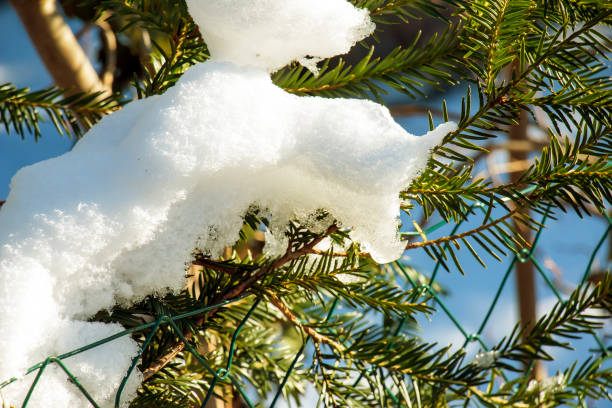 Close-up of Yew Taxus baccata Fastigiata Aurea, English yew, European yew covered with white fluffy snow. Close-up of Yew Taxus baccata Fastigiata Aurea, English yew, European yew covered with white fluffy snow. taxus baccata fastigiata stock pictures, royalty-free photos & images