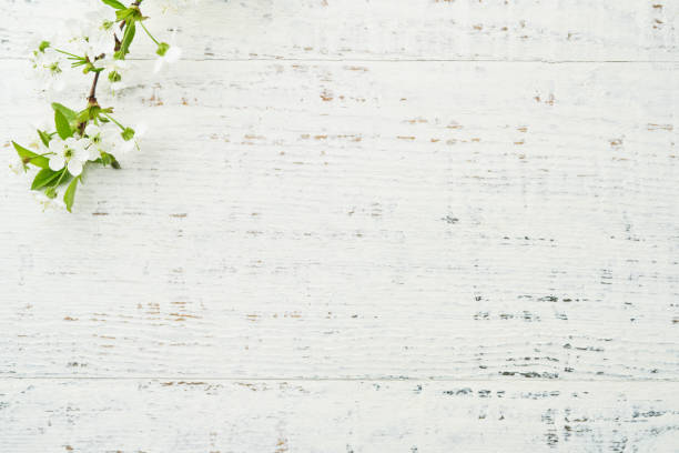 istock Spring background with white apple or cherry blossoms and wooden background. Easter or Passover spring greeting cards with copy space. Natural plants landscape, ecology, fresh wallpaper concept Mockup 1952492196