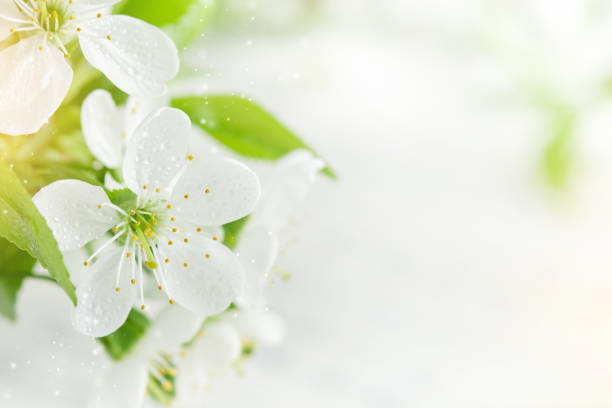 istock Spring background with white apple or cherry blossoms and wooden background. Easter or Passover spring greeting cards with copy space. Natural plants landscape, ecology, fresh wallpaper concept Mockup 1952492744