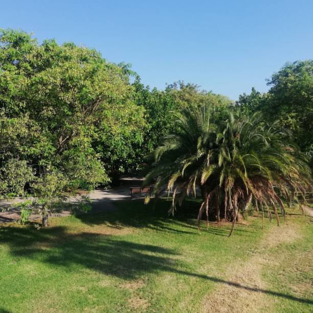 istock Palm trees in a park in Valencia 1952512972