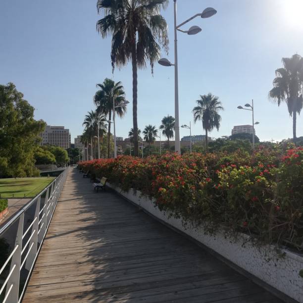 istock Palm trees in a park in Valencia 1952513144