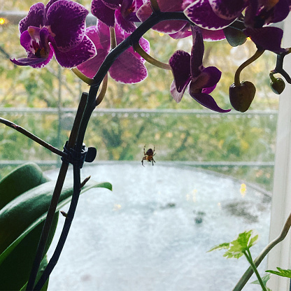 A tiny spider weaving its web in a Orchid.